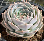 Pikachu succulent in 6.5 in pot, pale green rosette with pointed leaves