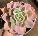 Pink variegated succulent with green center in small black pot