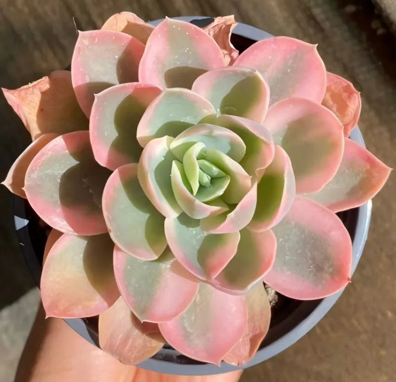 Pink variegated succulent with green center in small black pot