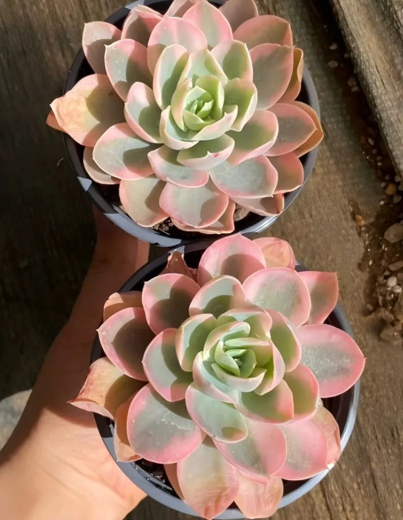 Two pink and green rosette succulents in black pots