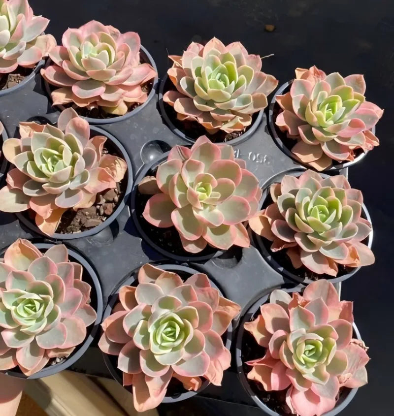 Multiple pink and green rosette succulents in black pots