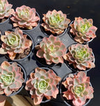 Multiple pink and green rosette succulents in black pots