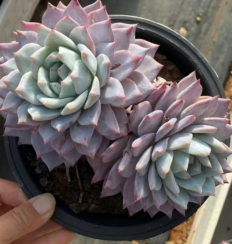6.5 in pot with pale blue-green and pink rosette succulent, close-up