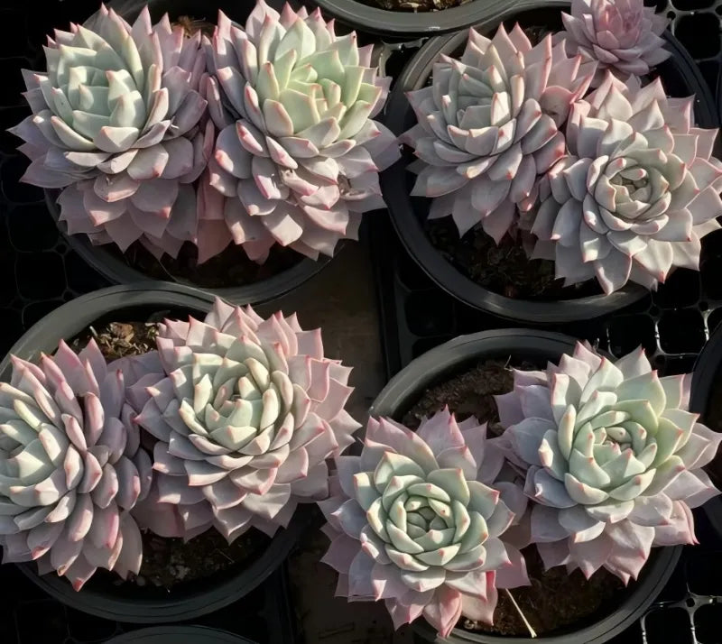 Set of 6.5 in pots with pastel green and pink rosette succulents on display