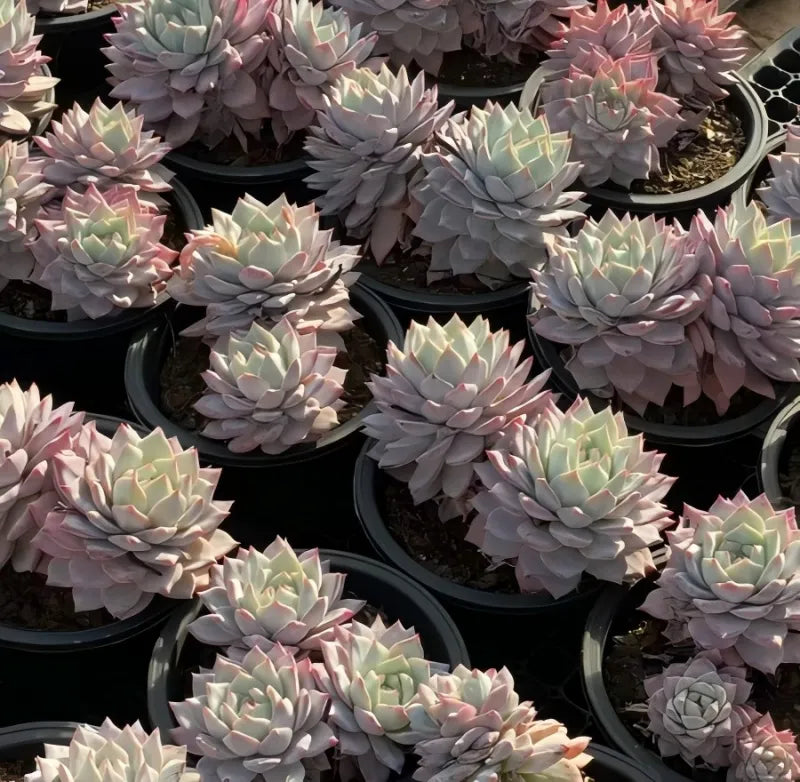 6.5 in pot with pale green and lavender rosette succulents in black planter