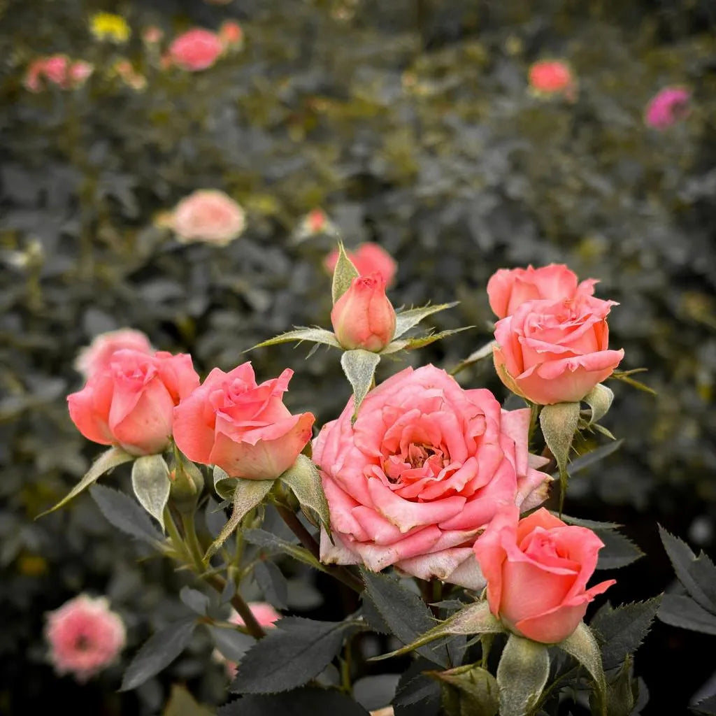 Pink rose plant with five blooming flowers and buds, green leaves