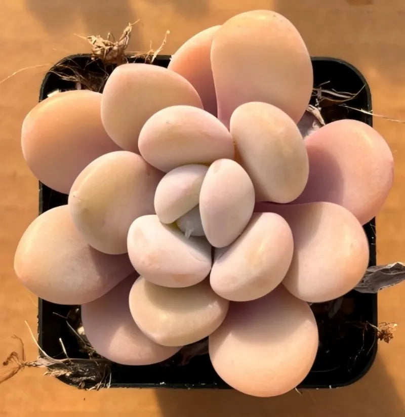 2-inch pot with pale pink rounded petals