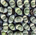 Lithops succulent leaves in light green and pale gray, oval rosettes on dark soil