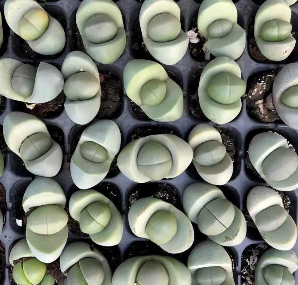 Lithops succulent leaves in light green and pale gray, oval rosettes on dark soil
