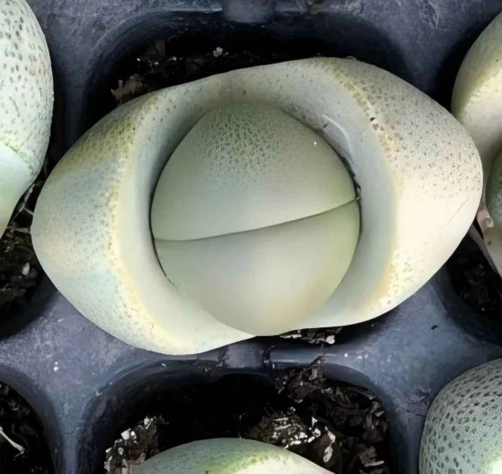 Close-up of Lithops succulent rosette with pale green inner leaf on dark gritty soil