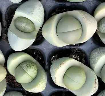 Lithops succulent rosettes with pale green interiors and gray speckled outer leaves