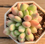 Succulent in small clear pot with pale green oval leaves