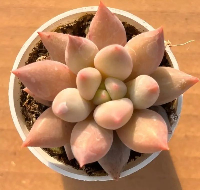Succulent rosette in 2-inch pot with pale pink tips