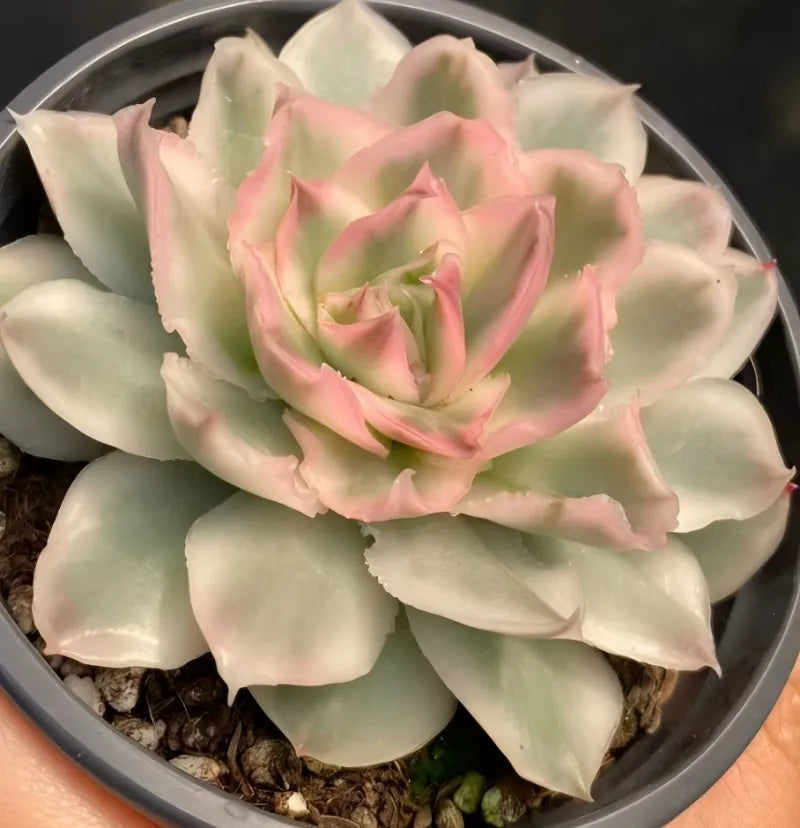 Purple butterfly variegated succulent in 4-inch pot with pale green and pink rosette