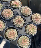 Pale green and pink rosette succulents in blue 4-inch pots, tray view