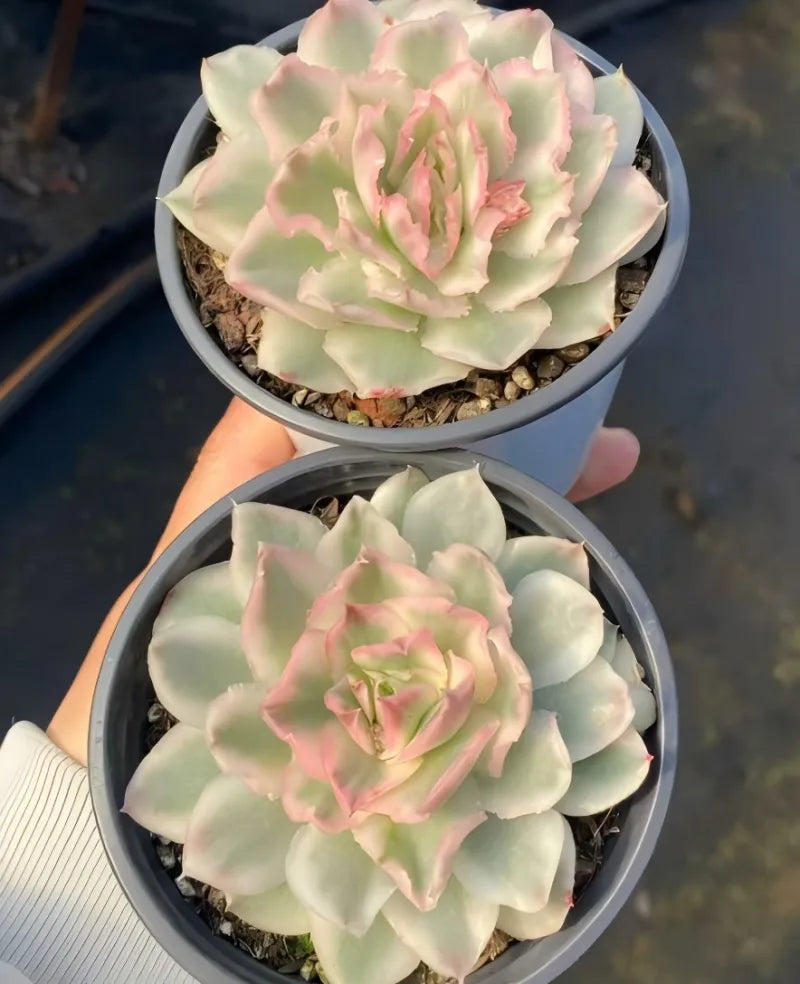 Purple butterfly variegated succulent in gray 4-inch pot, handheld close-up