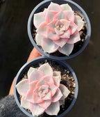 Two variegated succulents in 4-inch pots with pink-cream rosettes