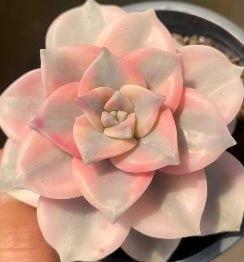 Variegated succulent rosette with pink and cream petals in small pot