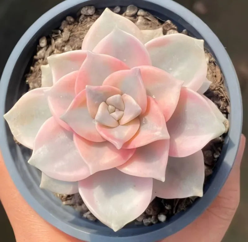 Variegated succulent rosette with cream and soft pink tones in 4-inch pot