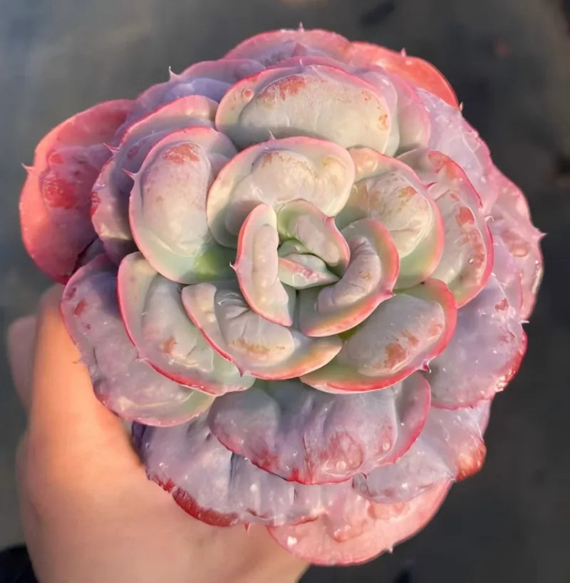 4-inch flower pot held in hand with pale cream and pink rosette blooms