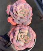 4-inch flower pot with pink, lavender, and cream rosette blooms