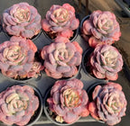 Multiple 4-inch flower pots with pink, purple, and cream rosette blooms