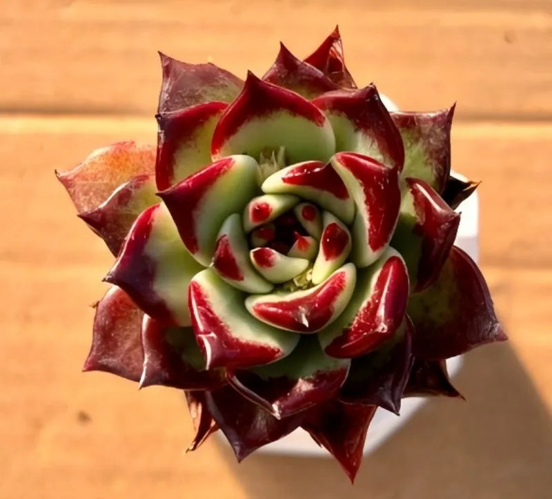 Compact succulent in rosette form, maroon petals with pale green layered centers