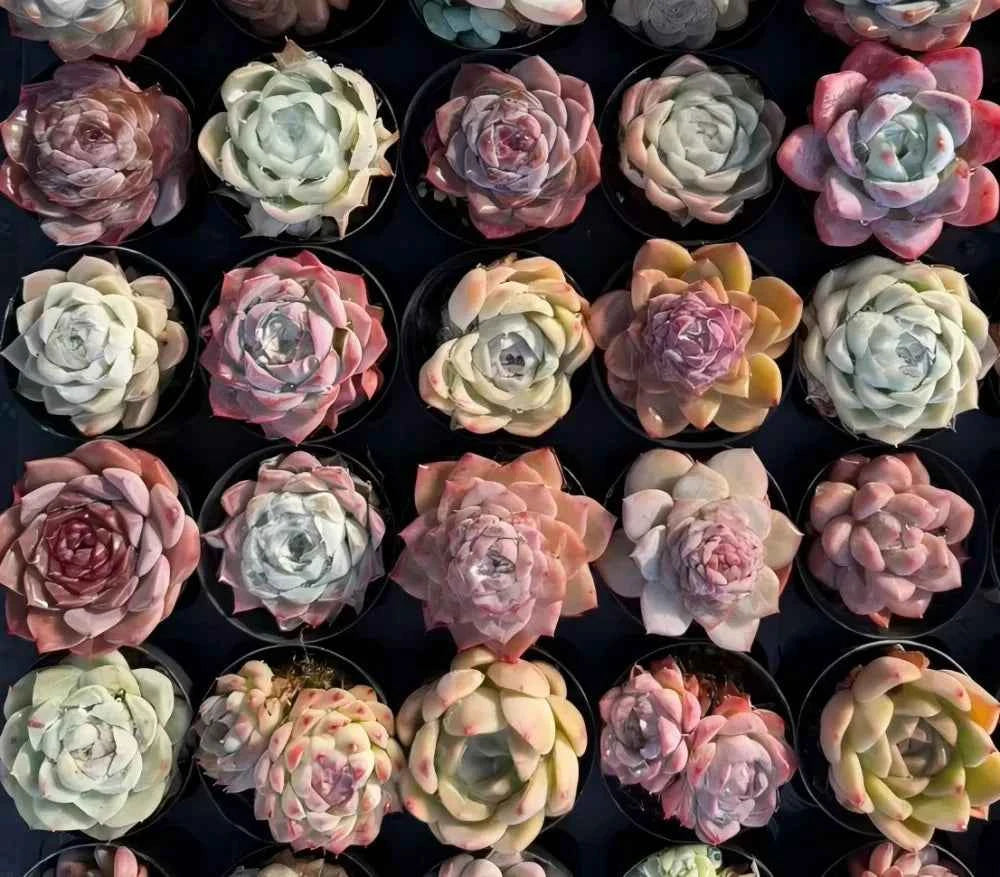 Assorted small succulents in trays, pale green and rose rosettes
