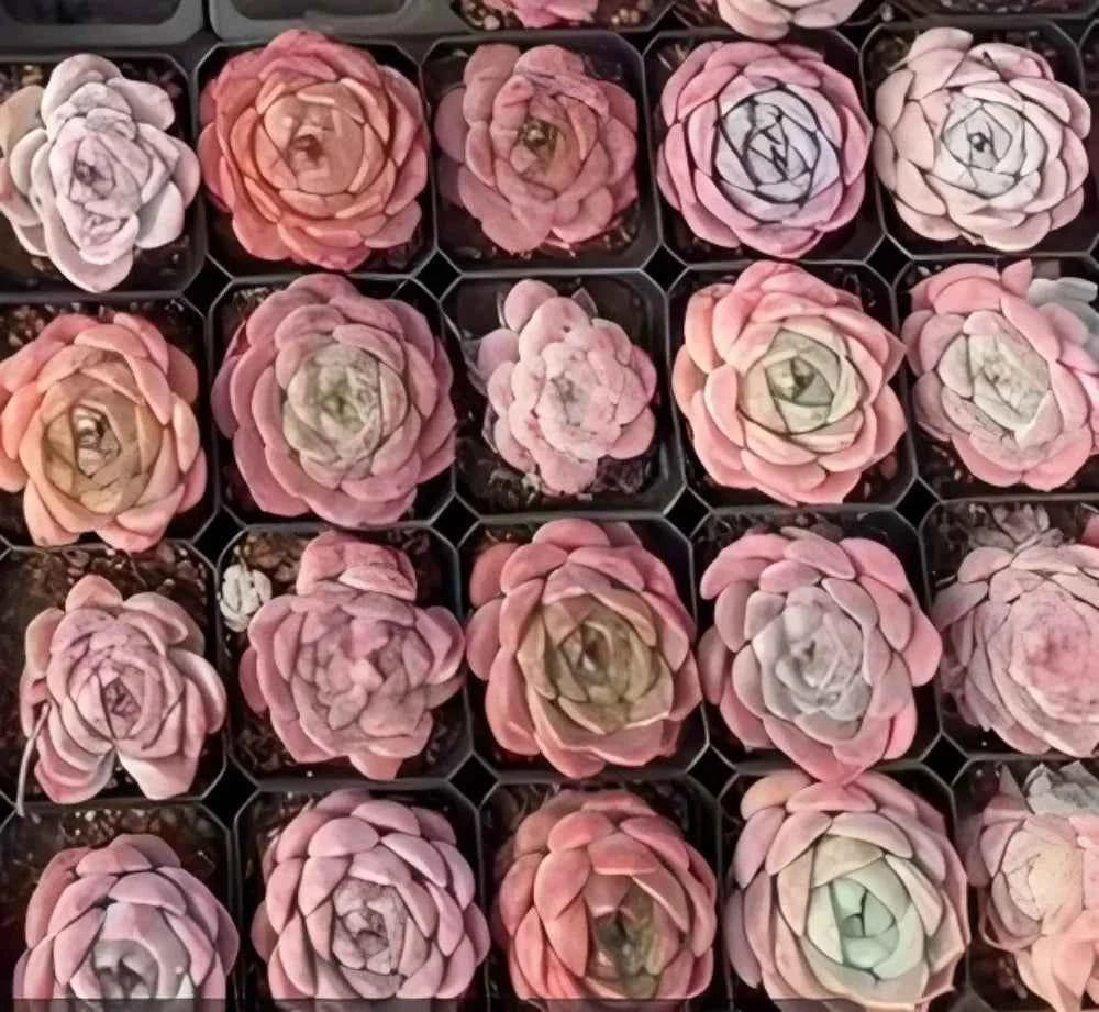 Assorted small succulent plants in trays, dusty pink and mauve rosettes