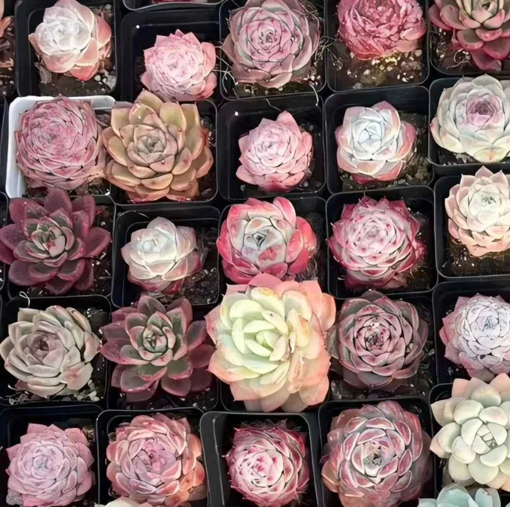 Assorted small succulents in trays, pink and cream rosette clusters