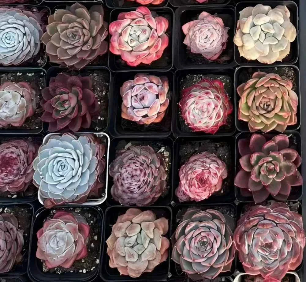Assorted small succulents in trays, mixed blues, pinks, and burgundy rosettes