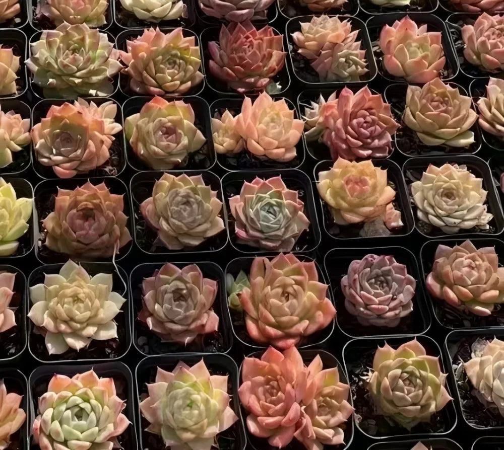 Assorted small succulents in trays, peach, tan, and cream rosette mix