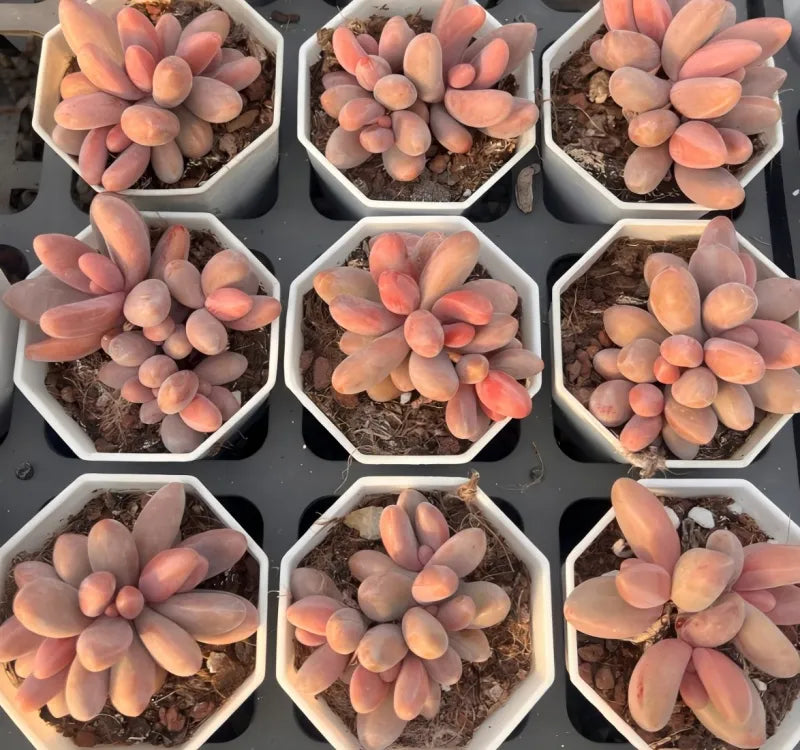 Set of small succulent plants with pink-orange oval leaves in white hex pots