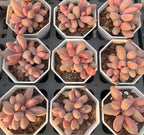 Set of small succulent plants with pink-orange oval leaves in white hex pots