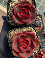 Two red rose-shaped succulent pots held in a hand, curled petals and gravel