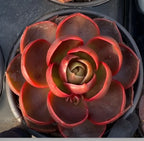 Red succulent rosette in 4-inch pot, top view with open center
