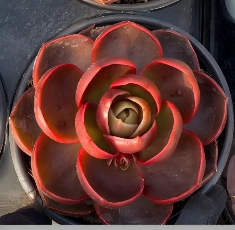 Red succulent rosette in 4-inch pot, top view with open center