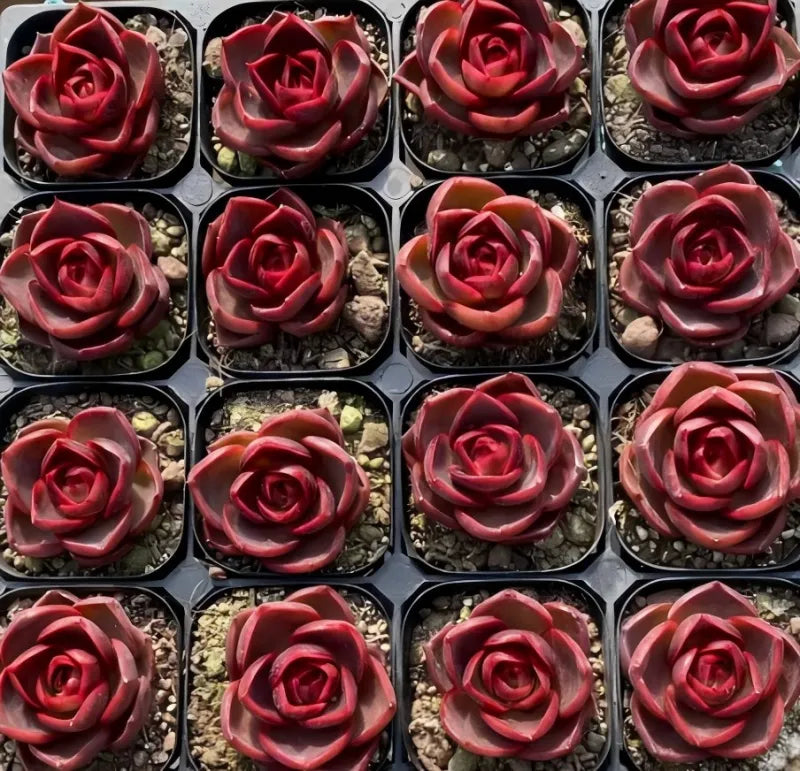 Set of red rose-shaped succulents in small black pots, top view