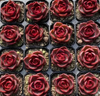 Set of red rose-shaped succulents in small black pots, top view
