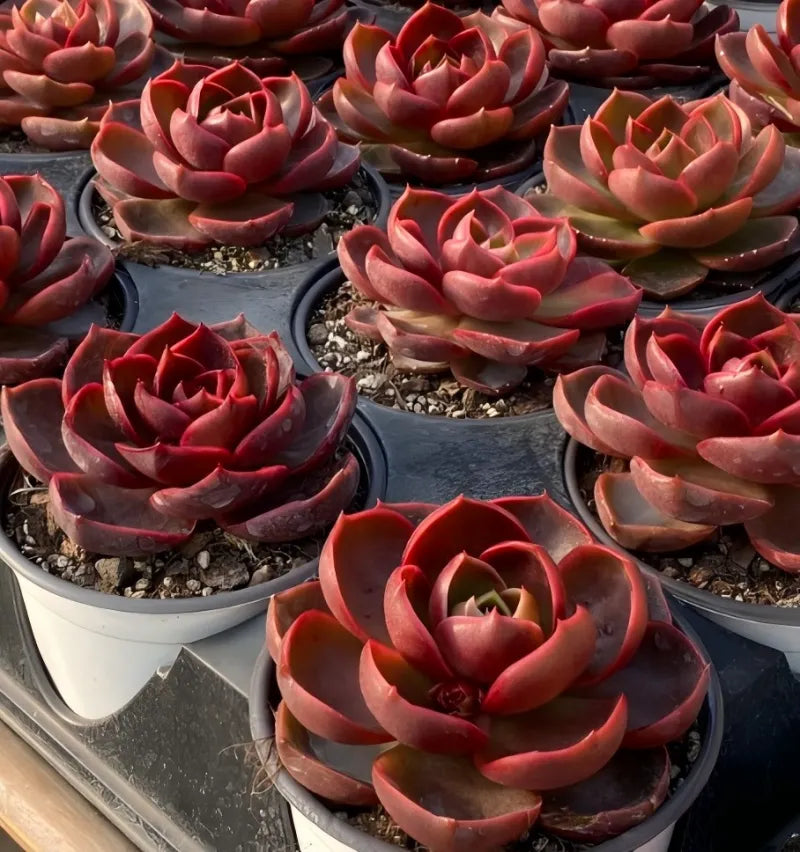 Cluster of red succulent rosettes in multiple small pots on tray