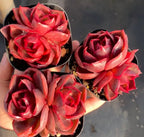 3-inch potted red double-head flowers in black tray, multiple blooms