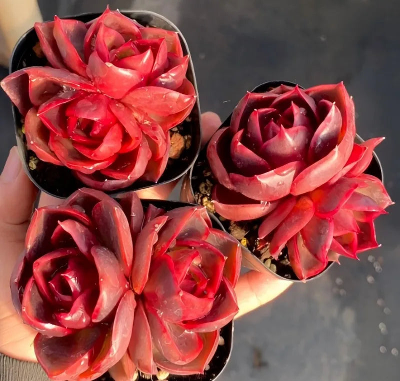 3-inch potted red double-head flowers in black tray, multiple blooms