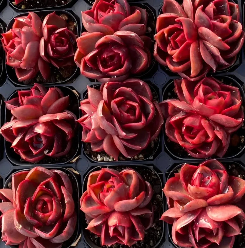 3-inch potted red double-head flowers in black tray, many pots