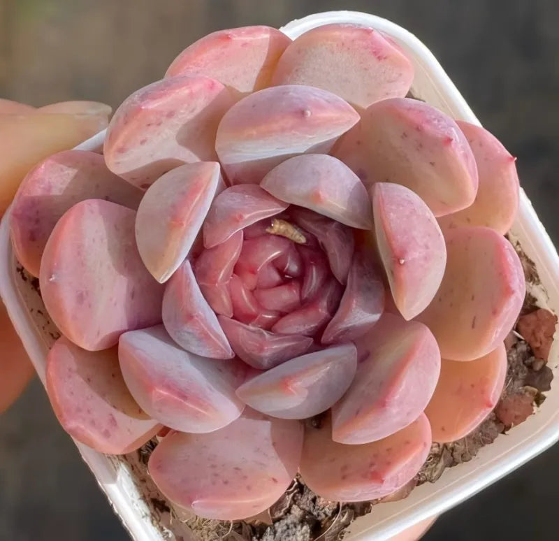 Pink rosette succulent in a white pot, layered fleshy leaves with tight center