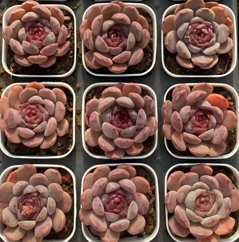 Small rosette succulent in a white pot, pink and peach leaves