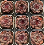 Small rosette succulent in a white pot, pink and peach leaves