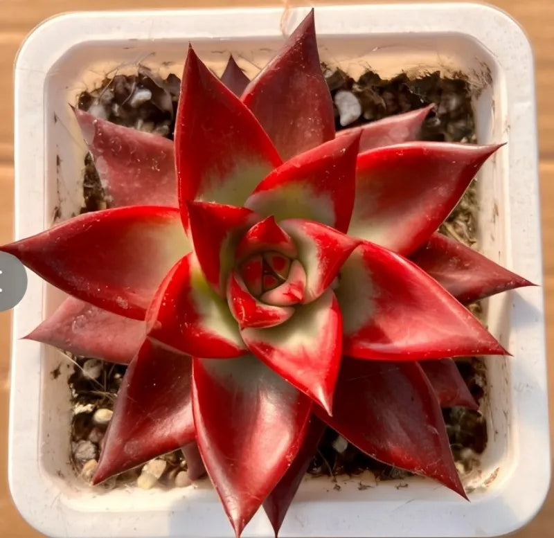 Red Soul succulent in 4-inch pot, red star rosette