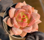 Pink succulent rosette in small dark pot, 4-inch size