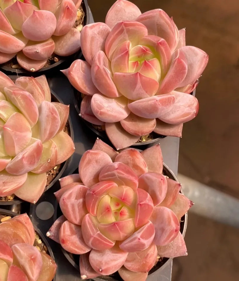 Potted succulent plant in 4-inch pot with pink and cream rosette leaves