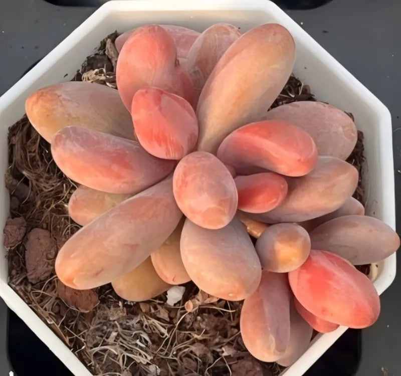 Succulent plant rosette with pink-orange oval leaves in a white tray